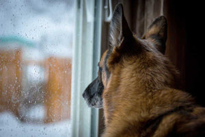 How to Make a Pet-Proof Screen Panel for Your Sliding Glass Door